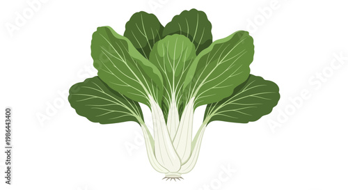Fresh Bok Choy Vegetable Isolated on White Background, Healthy Food