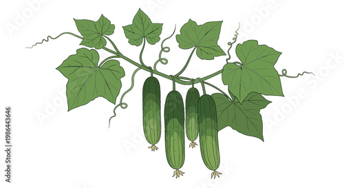 Fresh Cucumber Vine with Green Leaves and Growing Cucumbers