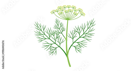 Fresh Dill Herb Plant with Green Leaves and Yellow Flowers Isolated on White Background