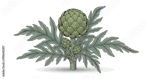 Fresh Green Artichoke Plant with Buds and Leaves on White Background