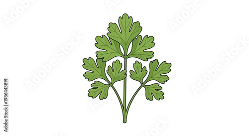 Fresh Green Coriander Leaf Isolated on White Background