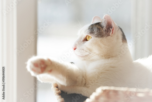 Foto Beautiful white & grey cat relaxing by a window