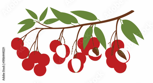 Fresh Lychee Fruit Branch with Green Leaves and White Background