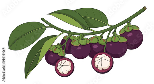 Fresh Mangosteen Fruit Branch with Leaves, Tropical Exotic Food Illustration