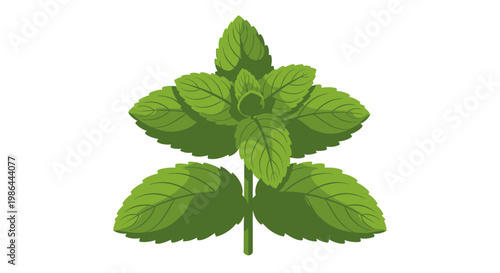 Fresh Mint Leaves Branch Isolated on White Background