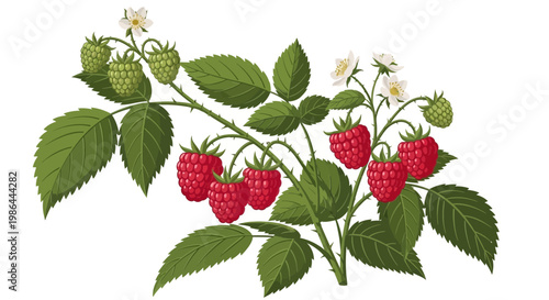 Fresh Raspberries Growing on a Bush with Green Leaves and White Flowers