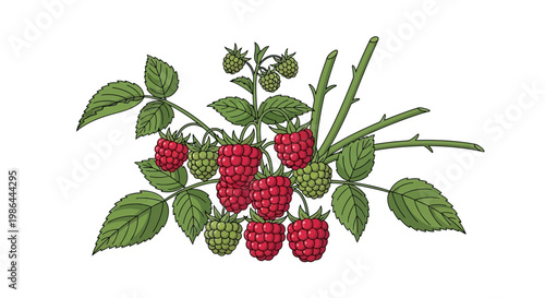 Fresh Raspberries Growing on a Bush with Green Leaves