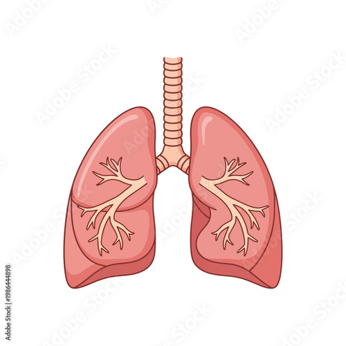 Detailed vector diagram of the human respiratory system featuring the lungs, trachea, and internal bronchial structure isolated on white for medical health and anatomy study.