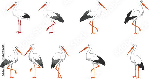 Stork Bird Collection Set with Elegant White Wading Birds in Different Poses Vector Illustration Design