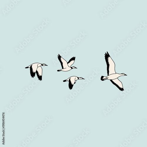 Minimalist vector illustration of four migratory birds, such as geese or cranes, flying in formation against a light blue background, featuring detailed black and white plumage.