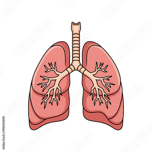 Vector illustration of the human respiratory system showing the lungs, trachea, and bronchial tree in detail, isolated on a white background for medical health and anatomy education.
