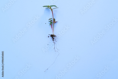 Wallpaper Mural Top view of wild plant with root  Torontodigital.ca