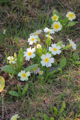 White common primrose flowers blooming in green grass on a sunny spring day in natural garden setting