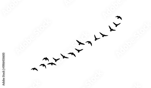 Bird flock silhouette in V formation minimalist flying wildlife vector illustration isolated on white