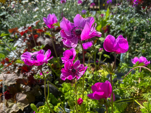 Harmony Orchid Anemone coronaria