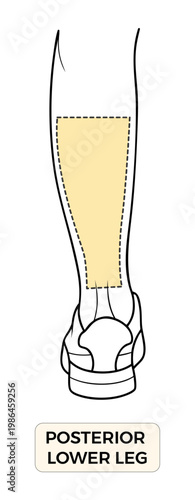 Posterior Lower Leg Anatomy Diagram, Back Lower Limb Pain Area Medical Illustration