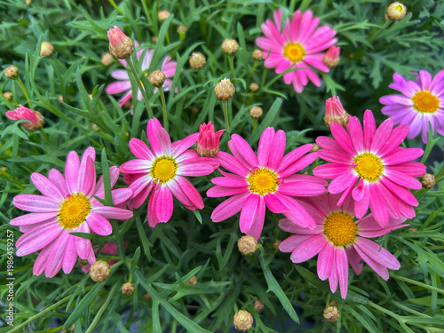 Argyranthemum Simba Peachy Pink