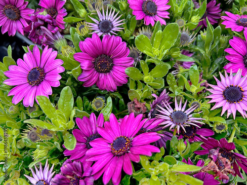 Osteospermum, African or Cape daisies
