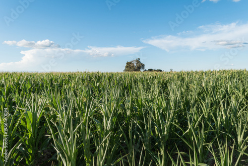 corn plantation in stage of flower formation