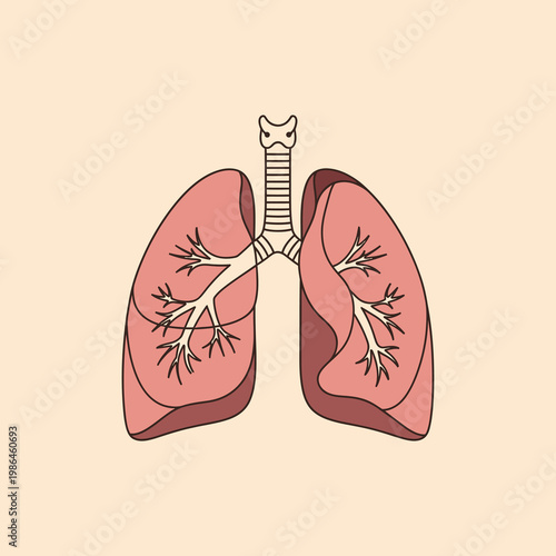 Anatomical illustration of human lungs featuring the trachea and bronchial tree branches, shown in a minimalist flat line art style for medical and respiratory health education.