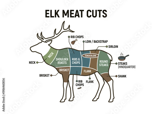 Detailed diagram illustrating different cuts of elk meat for culinary preparation and consumption