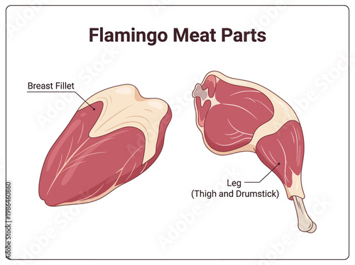 Diagram illustrating the different cuts of flamingo meat, including the breast fillet and leg