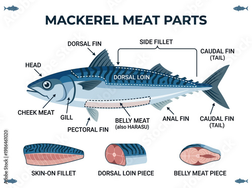 Diagram illustrating the different cuts and parts of mackerel fish meat for culinary purposes