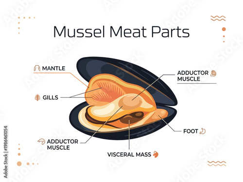 Anatomical illustration depicting the various parts of mussel meat, including the mantle, gills, foot, and adductor muscle