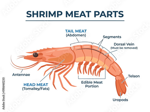 Anatomy of a Shrimp A Detailed Illustration of Shrimp Meat Parts and Edible Portions