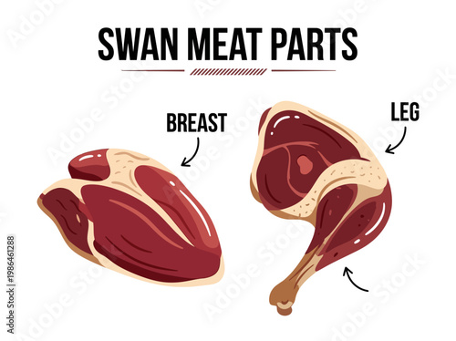 An illustration of raw swan meat parts, showcasing the breast and leg cuts, perfect for culinary exploration