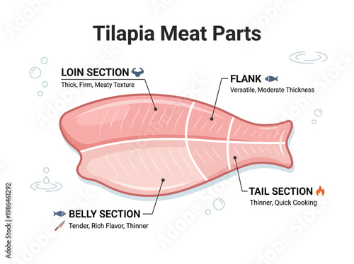 Detailed illustration of tilapia meat cuts, including loin, flank, tail, and belly sections, with descriptions of texture and taste