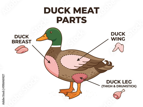 An illustration displaying different parts of duck meat including the breast, wing, and leg, with labels for each section