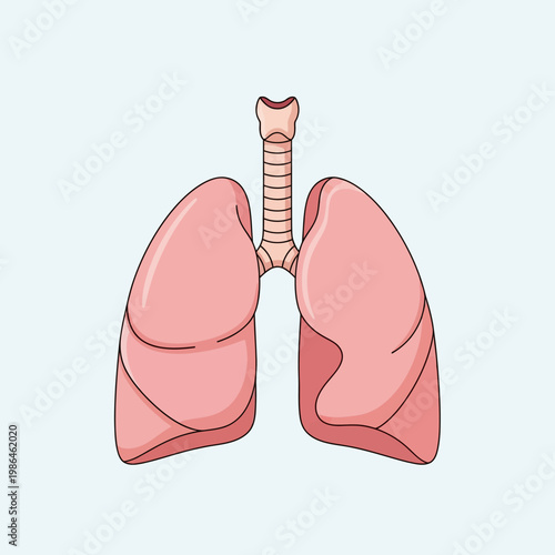 Anatomical illustration of human lungs and trachea in pink tones on a light background, showing the respiratory system for medical education and health awareness projects.