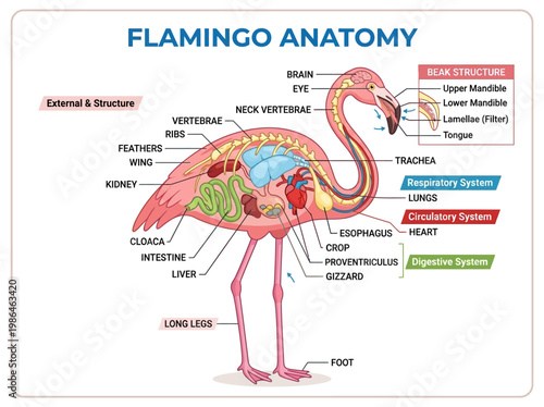 Anatomy of a Flamingo A Detailed Diagram of Its External and Internal Structures and Systems