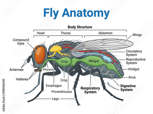 Detailed anatomical illustration of a fly's body structure, showcasing its head, thorax, and abdomen, with internal systems labeled