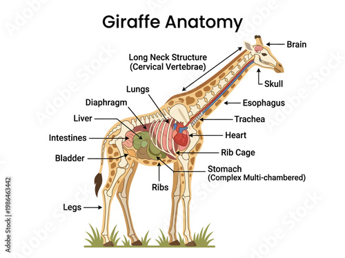 Detailed illustration of Giraffe Anatomy, showcasing skeletal and organ systems including the neck, lungs, liver, and ribs