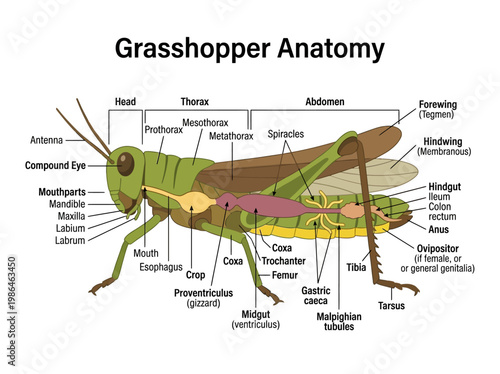 Detailed diagram illustrating the external and internal anatomy of a grasshopper, highlighting key body parts and systems