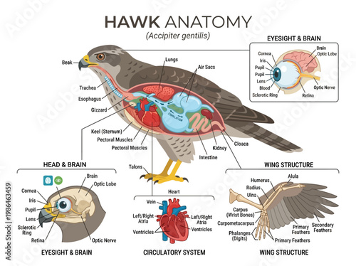 Detailed anatomical illustration of a hawk, showcasing its internal organs, circulatory system, and wing structure