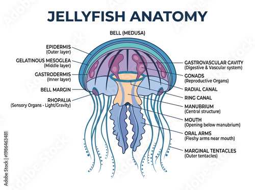 Detailed illustration of jellyfish anatomy with labeled parts, including bell, tentacles, and internal organs