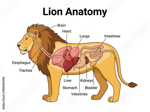 An Illustrated Diagram of a Lion's Internal Anatomy Showing Key Organs and Systems
