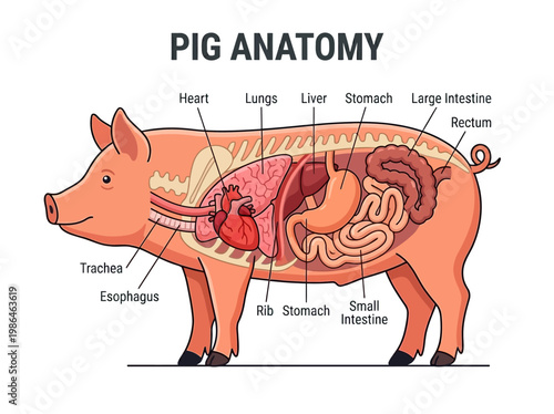 Detailed illustration of the internal anatomy of a pig, showcasing its organs and skeletal structure
