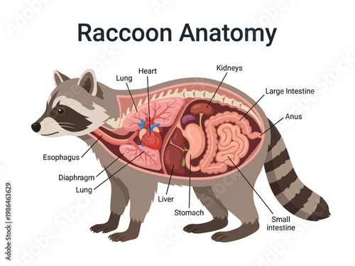 Photography Detailed illustration of raccoon anatomy, showcasing internal organs and skeleta