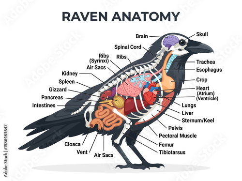 Detailed anatomical illustration of a raven, showcasing its internal organs, skeletal structure, and respiratory system for educational purposes