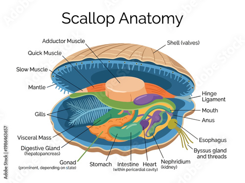 Anatomical illustration of a scallop's internal structure and organs, including the adductor muscle, mantle, and digestive system