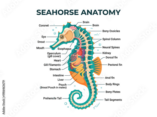 Detailed illustration of seahorse anatomy with labeled body parts and internal organs
