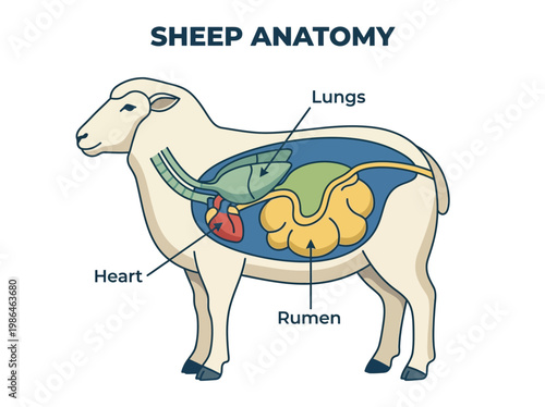 Detailed illustration of sheep anatomy highlighting the heart, lungs, and rumen within the animal's body, educational diagram