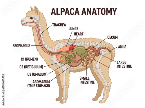 Anatomical illustration of an alpaca's digestive system, showcasing internal organs and their locations within the animal's body