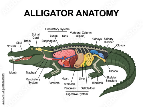Detailed anatomical illustration of an alligator showcasing its internal organ systems and skeletal structure for educational purposes