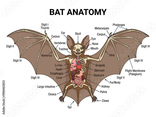 Detailed anatomical illustration of a bat, showcasing its skeletal and organ structure