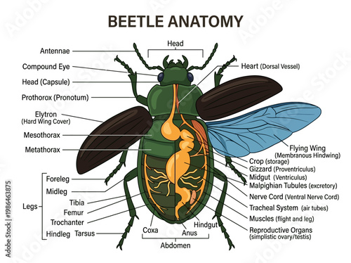Detailed illustration of a beetle's external and internal anatomy, including its body segments, legs, wings, and organs